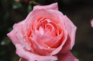 pink rose with water drops