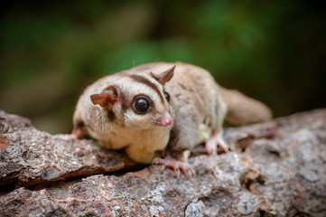 flying Squirrel