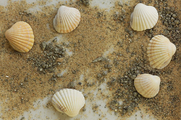 Sand mit Muscheln und Katzengold