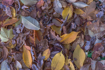 Autumn in park, brown leaves fallen down on green grass. Aerial view, fall in city park rest and relaxation area for people with children or dogs
