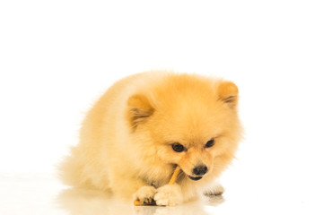 Obraz premium Pomeranian dog