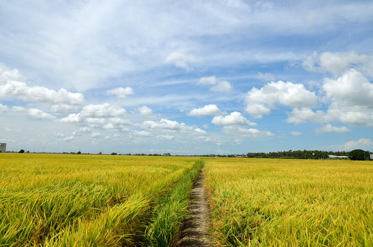 The Asian rice crop at Sekinchan, Malaysia..