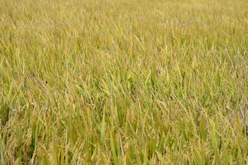 The Asian rice crop at Sekinchan, Malaysia..