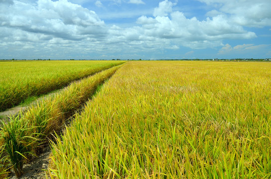 The Asian rice crop at Sekinchan, Malaysia..