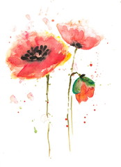 Obraz na płótnie Canvas Beautiful red poppy flower, Acrylic color painting