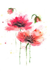 Beautiful red poppy flower, Acrylic color painting