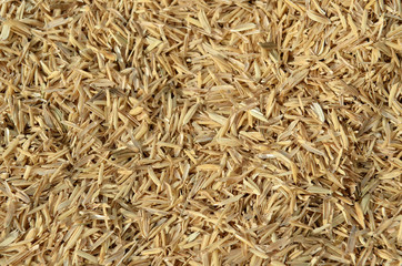 a handful of rice grains with bran shell ..