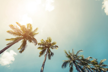 Vintage coconut palm tree on beach blue sky with sunlight of morning in summer, instagram filter