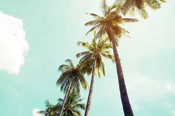 Papier Peint photo Lavable Palmier Vintage coconut palm tree on beach blue sky with sunlight of morning in summer, instagram filter