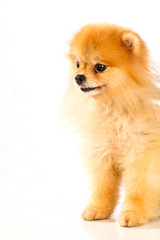 pomeranian dog