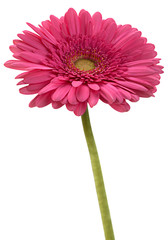 Pink gerbera flower head