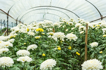 Chrysanthemum farm on Doi Inthanon mountain in Chiang Mai, Thail