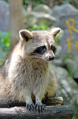 Racoon (Procyon Iotor)..