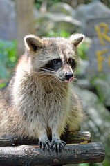 Racoon (Procyon Iotor)..