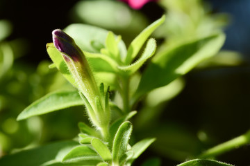 Petunia flowers in thailand
