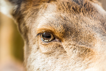 Fototapeta premium Hirsch