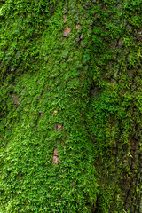 moss  in the forest Doi Inthanon national park. Chiang Mai ,Thai