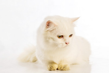 White cat Chinchilla on white background