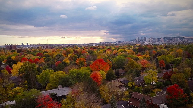 Top Suburban View of Montreal and beautiful Trees