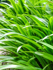 Green leaf abstract background,Nature texture