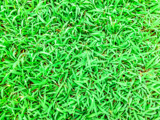 green grass. natural background texture