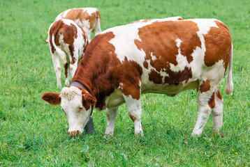 Cows grazing