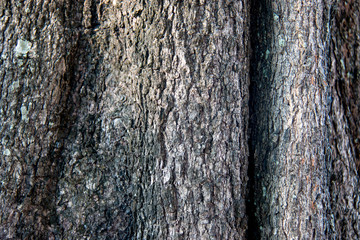 Tree bark texture and nature, shadow and blurred