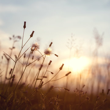 evening autumn nature background, beautiful meadow dandelion flowers in field on orange sunset. vintage filter effect