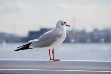水辺の鳥