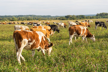 Fototapeta na wymiar Herd of skewbald cows grazing on sunny meadow 