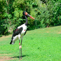 black stork in the summer park