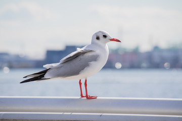 水辺の鳥