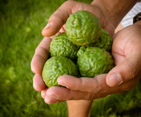 bergamot