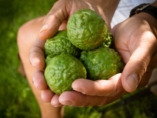 bergamot