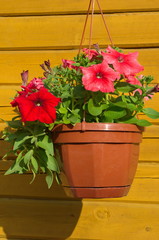 Pot with red Petunia on the background of wooden wall