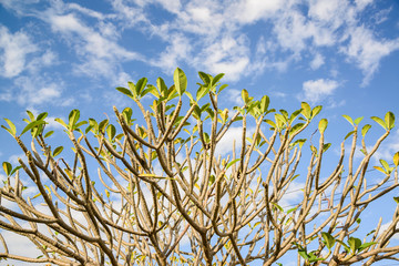 Frangipani, Plumeria, Templetre on blue sky