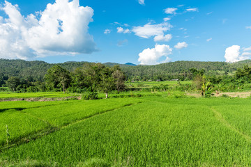 Landscape of rice farm with blue sky in Thailand