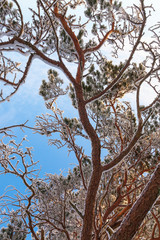 Frosty pine branches