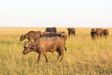 African buffalo on savanna