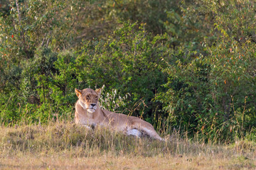 Lioness lying down