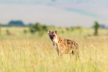 Hyena standing and watching