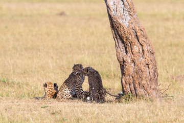 Cheetah with cubs sitting