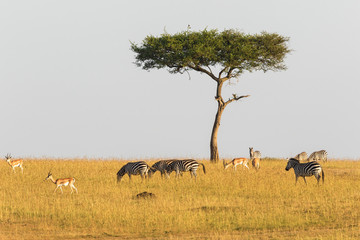 Naklejka na ściany i meble Zebras and gazelles at a lonely tree
