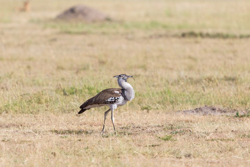 Obraz na płótnie Canvas Kori bustard bird walking on savanna