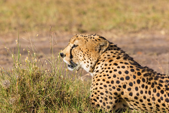 Cheetah  lying down
