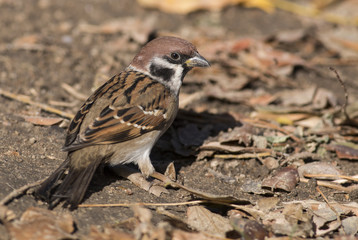 Tree sparrow (Passer montanus)