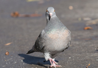 Feral Pigeon