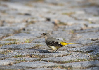 Gray Wagtail (Motacilla cinerea)