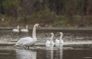 Mute Swan (Cygnus olor)