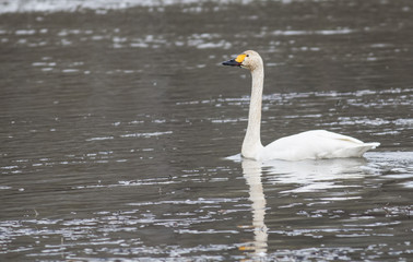Fototapeta premium Whooper Swan (Cygnus cygnus)